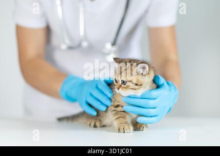 Ein junges Tabby-Kätzchen wird von einem Tierarzt mit blauen Handschuhen in einer Tierklinik sanft gehalten. Die Atmosphäre ist ruhig und aufmerksam und sorgt für einen angenehmen Aufenthalt Stockfoto