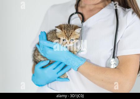 Ein Tierarzt wiegt ein kleines Kätzchen sanft, während er medizinische Handschuhe und ein Stethoskop in einer hellen, sauberen klinischen Umgebung trägt. Das Kätzchen wird angezeigt Stockfoto