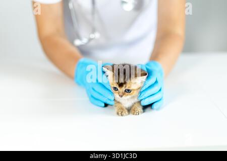 Ein kleines Kätzchen wird sanft von einem Tierarzt mit blauen Handschuhen gehalten. Die Einrichtung ist eine Tierklinik, in der das Tier eine Untersuchung auf eine c Stockfoto