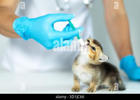 Ein Tierarzt in blauen Handschuhen füttert ein kleines Kätzchen vorsichtig mit einer Spritze in einer klinischen Umgebung, um sicherzustellen, dass das Kätzchen ordnungsgemäß gepflegt und gepflegt wird Stockfoto