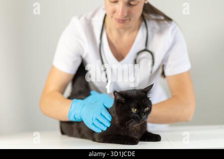 Ein Tierarzt mit blauen Handschuhen untersucht sanft eine schwarze Katze auf einem Tisch in einer Klinik. Der Termin konzentriert sich auf einen Gesundheitscheck für die Katze Pat Stockfoto