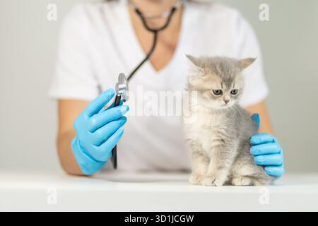 Ein Tierarzt mit blauen Handschuhen hält ein Stethoskop in einer Hand, während er ein flauschiges graues Kätzchen auf einem Tisch während einer Untersuchung am Veter beobachtet Stockfoto