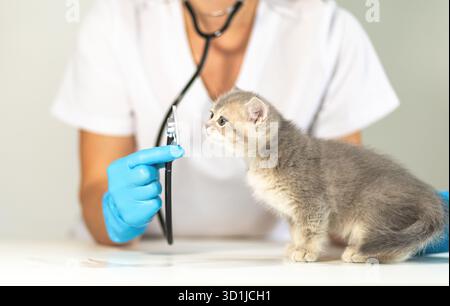 Ein Tierarzt, der blaue Handschuhe trägt, untersucht ein Kätzchen sanft mit einem Zahninstrument, um die Mundgesundheit der jungen Katze in einer friedlichen Klinik zu gewährleisten Stockfoto