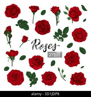 Set Collection Rote Rosen und Blätter realistisch isoliert auf weißem Hintergrund. Designelemente für Grußkarte und Einladung zur Hochzeit, zum Geburtstag Stock Vektor