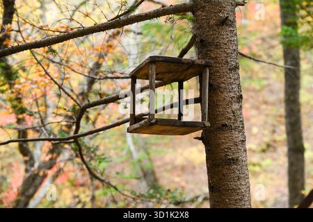 Holzfutterhäuschen für Vögel und Eichhörnchen, die an einer Fichte im Herbstwald hängen, umgeben von bunten Blättern und Ästen. Stockfoto