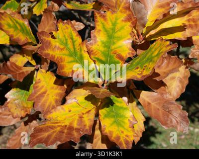 Goldene Herbstblätter der Sumpfeiche (Quercus bicolor) in Colorado Stockfoto