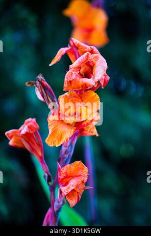 Leuchtendes Orange und rosa Canna Lily Blume Stiel Stockfoto