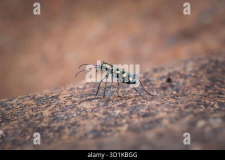 Selektiver Fokus, Cicindela aurulenta, wunderschöne Farben auf Felsen entlang eines Flusses im Norden Thailands. Die Einheimischen nennen es den Tigerkäfer. Stockfoto