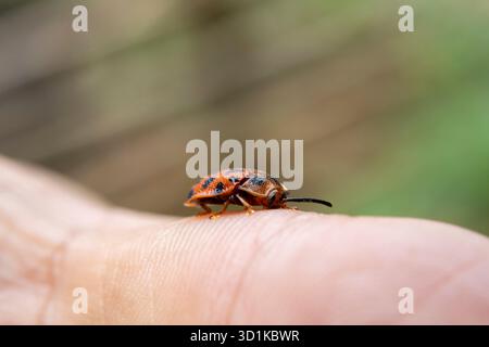 Nahaufnahme oranger Schildkrötenkäfer mit gelben Flecken. Schöne Textur. Epistictina ist eine Gattung von Schildkrötenkäfern. Es ist ein kleines zur Hand. Stockfoto