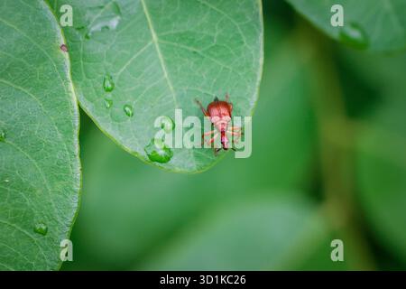 Ein süßer Orangenkäfer auf einem hellgrünen Blatt mit Wassertropfen in der Regenzeit. Stockfoto