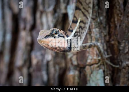 Nahaufnahme das Thai Chamäleon ist unglaublich wie ein Dinosaurier. Ein Chamäleon auf dem Baum mit schönen Augen Stockfoto