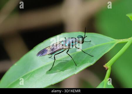 Nahaufnahme-Soldat fliegt auf grünen Blättern. Schöne Insektenaugenstruktur. Die atemberaubende Schönheit der Natur Stockfoto