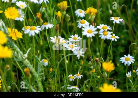 Weiße Gänseblümchen und leuchtend gelbe Blüten blühen auf einer sonnigen grünen Wiese und zeigen die Schönheit des Frühlings. Stockfoto