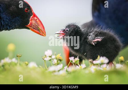Pukeko füttert die Küken auf grünem Gras. Western Springs Park, Auckland. Stockfoto