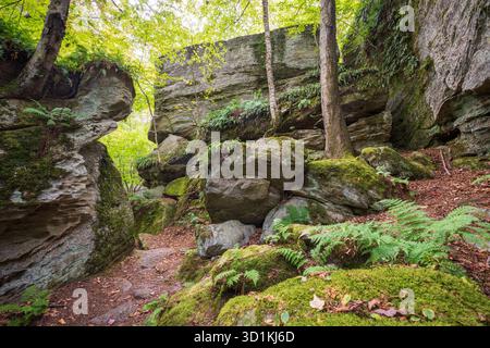 Moosbedeckte Felsbrocken und Farnbüsche füllen den Vordergrund unter blassen Felswänden und schlanken Bäumen in sonnenbeschienenen Wäldern in Rock City, New York. Stockfoto