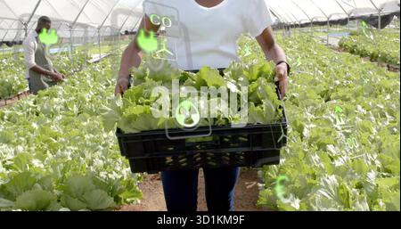 Frau mit schwarzer Kiste gefüllt mit Salatköpfen im Gewächshaus, mit digitalen CO2-Symbolen Stockfoto