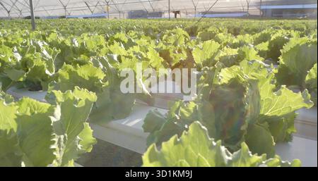 Salatköpfe wachsen in hydroponischen Trögen im Gewächshaus mit Metallpfählen, Bewässerungsrohren Stockfoto