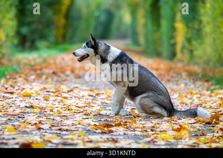 Sibirischer Husky sitzt auf der Straße in einem Herbstpark Stockfoto
