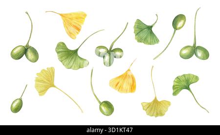 Grüne und goldene Ginkgo biloba Blätter und Schoten Aquarellillustration auf isoliertem Hintergrund. Handbemalte Ginkgo-Pflanze mit Beeren und Laub Stockfoto