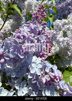 Frühlingslilablüten blau-violett duftende Blüten Stockfoto