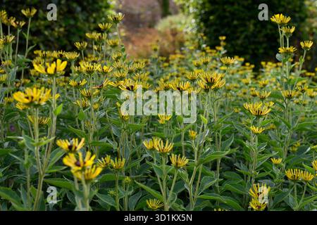 Öffnen Sie Herbstblumen mit gesteppten Blütenblättern des süßen Coneflower Rudbeckia subtomentosa Henry Eilers UK Garden September Stockfoto
