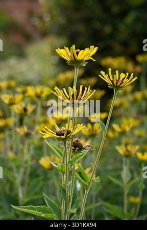 Öffnen Sie Herbstblumen mit gesteppten Blütenblättern des süßen Coneflower Rudbeckia subtomentosa Henry Eilers UK Garden September Stockfoto