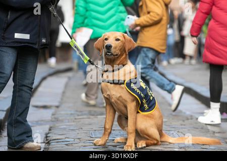 Magic, ein sieben Monate alter Golden Retriever Cross Labrador Welpe, besucht die Shambles in York im Rahmen eines speziellen Trainingstages mit Guide Dogs, um an Halloween Selbstvertrauen auf den belebten Straßen, Kostümen und Dekorationen zu schaffen. Ausgabedatum: Mittwoch, 29. Oktober 2025. Stockfoto