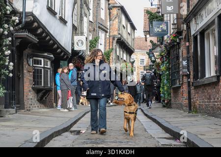 Magic, ein sieben Monate alter Golden Retriever Cross Labrador Welpe, besucht die Shambles in York mit Wendy Huggins im Rahmen eines speziellen Trainingstages mit Guide Dogs, um an Halloween Selbstvertrauen auf geschäftigen Straßen, Kostümen und Dekorationen aufzubauen. Ausgabedatum: Mittwoch, 29. Oktober 2025. Stockfoto