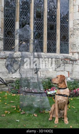 Magic, ein sieben Monate alter Golden Retriever Cross Labrador Welpe, besucht die Shambles in York im Rahmen eines speziellen Trainingstages mit Guide Dogs, um an Halloween Selbstvertrauen auf den belebten Straßen, Kostümen und Dekorationen zu schaffen. Ausgabedatum: Mittwoch, 29. Oktober 2025. Stockfoto