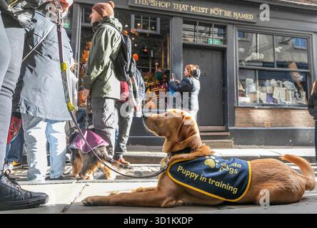 Magic, ein sieben Monate alter Golden Retriever Cross Labrador Welpe, besucht die Shambles in York im Rahmen eines speziellen Trainingstages mit Guide Dogs, um an Halloween Selbstvertrauen auf den belebten Straßen, Kostümen und Dekorationen zu schaffen. Ausgabedatum: Mittwoch, 29. Oktober 2025. Stockfoto