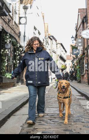 Magic, ein sieben Monate alter Golden Retriever Cross Labrador Welpe, besucht die Shambles in York mit Wendy Huggins im Rahmen eines speziellen Trainingstages mit Guide Dogs, um an Halloween Selbstvertrauen auf geschäftigen Straßen, Kostümen und Dekorationen aufzubauen. Ausgabedatum: Mittwoch, 29. Oktober 2025. Stockfoto