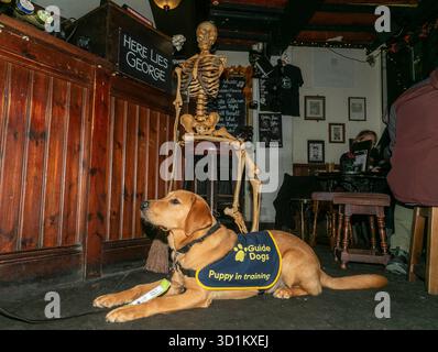 Magic, ein sieben Monate alter Golden Retriever Cross Labrador Welpe, besucht die Shambles in York im Rahmen eines speziellen Trainingstages mit Guide Dogs, um an Halloween Selbstvertrauen auf den belebten Straßen, Kostümen und Dekorationen zu schaffen. Ausgabedatum: Mittwoch, 29. Oktober 2025. Stockfoto