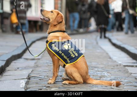 Magic, ein sieben Monate alter Golden Retriever Cross Labrador Welpe, besucht die Shambles in York im Rahmen eines speziellen Trainingstages mit Guide Dogs, um an Halloween Selbstvertrauen auf den belebten Straßen, Kostümen und Dekorationen zu schaffen. Ausgabedatum: Mittwoch, 29. Oktober 2025. Stockfoto