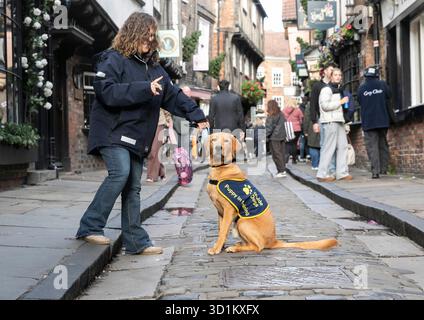 Magic, ein sieben Monate alter Golden Retriever Cross Labrador Welpe, besucht die Shambles in York mit Wendy Huggins im Rahmen eines speziellen Trainingstages mit Guide Dogs, um an Halloween Selbstvertrauen auf geschäftigen Straßen, Kostümen und Dekorationen aufzubauen. Ausgabedatum: Mittwoch, 29. Oktober 2025. Stockfoto