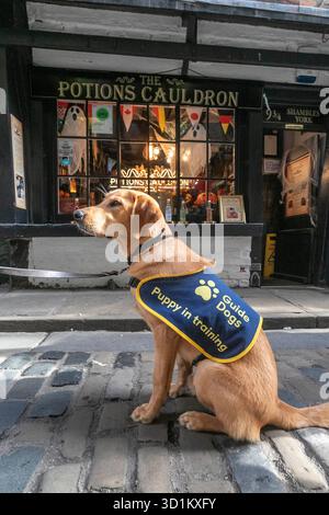 Magic, ein sieben Monate alter Golden Retriever Cross Labrador Welpe, besucht die Shambles in York im Rahmen eines speziellen Trainingstages mit Guide Dogs, um an Halloween Selbstvertrauen auf den belebten Straßen, Kostümen und Dekorationen zu schaffen. Ausgabedatum: Mittwoch, 29. Oktober 2025. Stockfoto