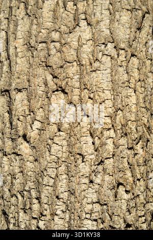 Eine abstrakte Nahaufnahme der Textur von braunem Baum und Rinde im Wald Stockfoto