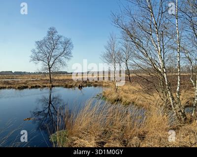 Landschaft im Pietzmoor in der Lüneburger Heide bei Schneverdingen Stockfoto