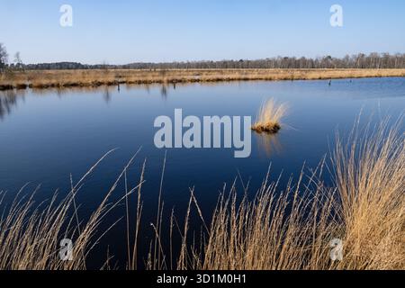 Landschaft im Pietzmoor in der Lüneburger Heide bei Schneverdingen Stockfoto