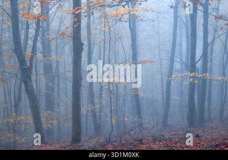 Entdecken Sie einen mystischen Morgen im Naturpark Montseny, wo Nebel alte Bäume und Blätter Geheimnisse teilen, Katalonien Stockfoto