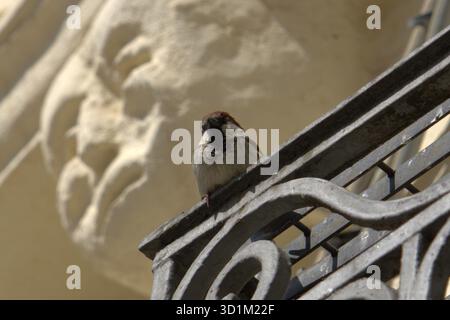 Ein kleiner Spatzen sitzt auf einem kunstvollen schmiedeeisernen Geländer, gefangen in warmem Sonnenlicht. Der Hintergrund ist leicht verschwommen und zeigt ein helles Steinrelief Stockfoto