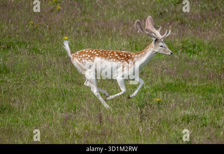 Damhirsch läuft im schottischen Moor Stockfoto