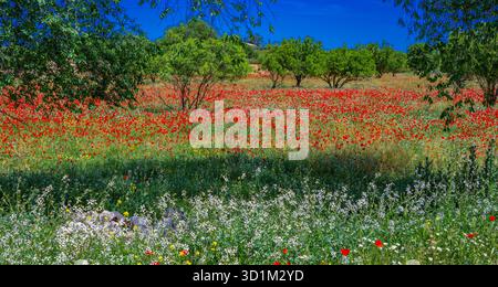 Mohngrün Wildblume Natur Hintergrund Design Stockfoto