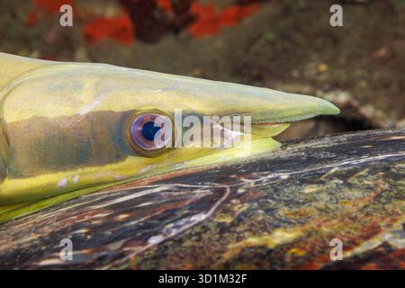 Ein Unterwasserfoto, das einen Haifischlutscher oder eine Remora, Echeneis naucrates, zeigt, fest am Panzer einer grünen Meeresschildkröte, Chelonia, befestigt Stockfoto