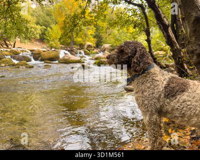 Lockiger Hund, der am Ufer steht und das fließende Flachwasser beobachtet Stockfoto