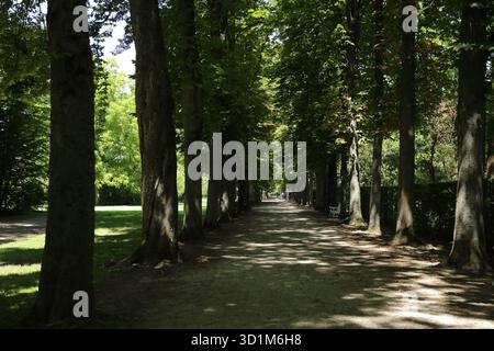 Lange Baumgasse mit Sonnenlicht und Schatten im Sommerpark Stockfoto