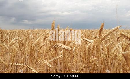 Ukrainisches Weizenfeld mit Reifen goldenen Spikelets auf dem Land, Donezk Region, Ukraine Stockfoto