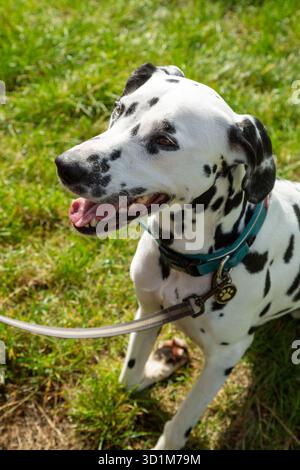 Ein dalmatinischer Hund sitzt draußen an der Leine Stockfoto