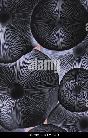 Ästhetisch digital bearbeitetes Foto von schwarzen Pilzkappen mit zarter Radialstruktur, Nahkomposition. Stockfoto