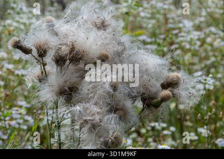 Die flauschigen Samenköpfe von Cirsium arvense schwanken sanft in einem sonnigen Feld voller farbenfroher Wildblumen im Spätsommer und zeigen die Schönheit der Natur und d Stockfoto