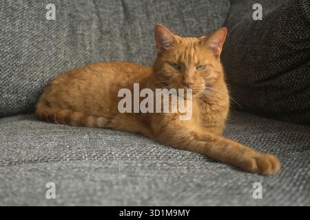 Eine orangene Katze, die auf einem grauen Sofa chillt und wegblickt. Horizontales Bild mit weichem Fokus. Stockfoto
